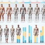 Muscle size is the amount of testosterone in your body 