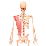 %Back exercises for seniors% 2 Scapula Muscle