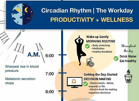 Circadian Rhythm The Workday