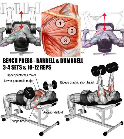 Dumbbell Bench Press Vs Barbell Bench Press