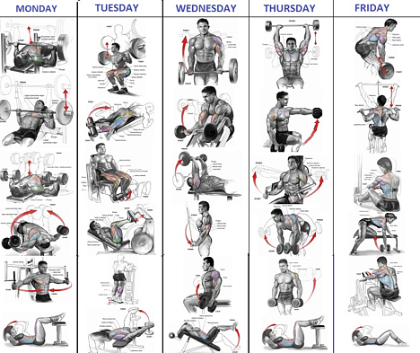 Best Exercise Training Programs