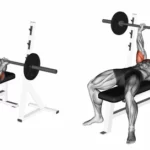 Bench Barbell Chest Press Exercises