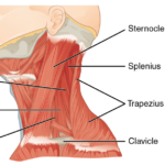 %Back exercises for seniors% 1 neck workouts